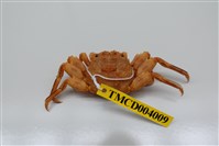 藏品(鱗形斜紋蟹)的圖片